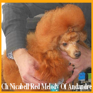 our-sire--ch-nicabell-red-melody-of-andandre
